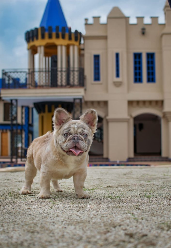 WhatsApp Image 2022 12 22 At 9.54.34 PM 707x1024