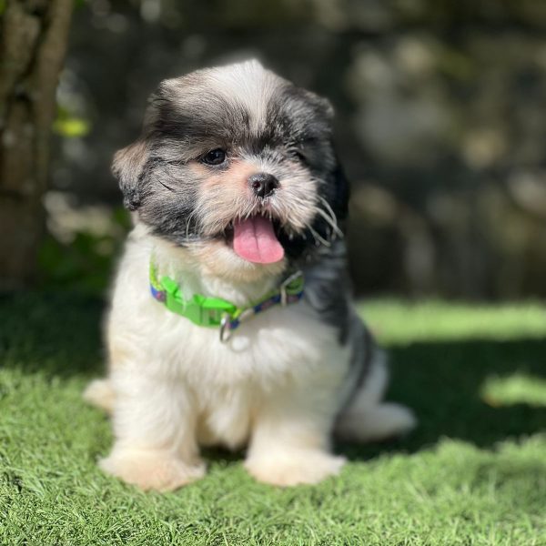 whatsapp image 2025 08 01 at 1.33.13 pm